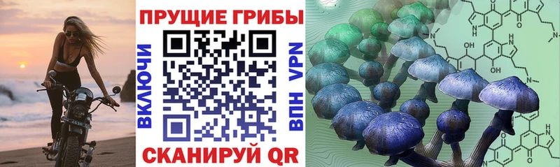 закладка  Холмск  Галлюциногенные грибы Psilocybine cubensis 